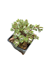 Load image into Gallery viewer, Ground Cover - Sedum telephium 'Vera Jameson' (4 Inch) Product vendor