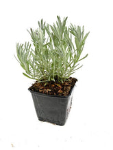 Load image into Gallery viewer, Ornamental Herb - Lavandula stoechas 'Silver Spanish Lavender' (4 Inch) Product vendor