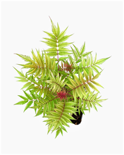 Load image into Gallery viewer, Perennial - Sorbaria sorbifolia 'Sem False Spirea' (4 inch) Product vendor