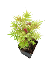 Load image into Gallery viewer, Perennial - Sorbaria sorbifolia 'Sem False Spirea' (4 inch) Product vendor