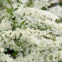 Load image into Gallery viewer, Shrub - Spiraea arguta 'Bridal Wreath Spirea' (4 Inch) Product vendor