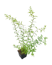Load image into Gallery viewer, Shrub - Spiraea arguta 'Bridal Wreath Spirea' (4 Inch) Product vendor