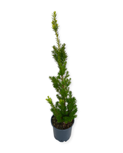 Load image into Gallery viewer, Shrub - Taxus canadensis 'Marshall Canadian Yew' (1 Gallon) Product vendor