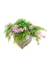 Load image into Gallery viewer, Ground Cover - Thymus praecox 'Elfin Creeping Thyme' (4 Inch) Product vendor