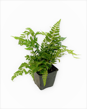 Load image into Gallery viewer, Fern - Rumohra adiantiformis 'Variegated Leather Fern' (4 Inch) Product vendor