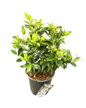 Load image into Gallery viewer, Shrub - Viburnum tinus 'Spring Bouquet' (1 Gallon) Product vendor