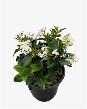 Load image into Gallery viewer, Shrub - Viburnum tinus 'Spring Bouquet' (1 Gallon) Product vendor