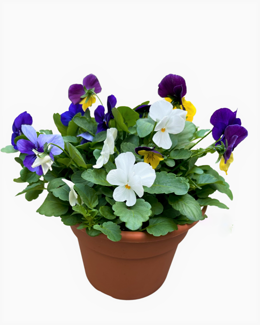 Annual - Viola cornuta 'Sorbet Mix' (6 Inch Terracotta)