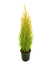 Load image into Gallery viewer, Shrub - Cupressus macrocarpa 'Wilma Goldcrest' (1 Gallon) Product vendor