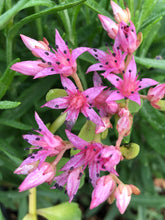 Load image into Gallery viewer, Ground Cover - Sedum spurium 'John Creech' (4 Inch) Product vendor