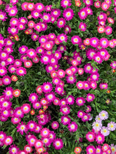 Load image into Gallery viewer, Succulent - Delosperma hybrida 'Jewel of the Desert Amethyst' (4 Inch) Product vendor