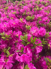Load image into Gallery viewer, Shrub - Rhododendron 'Blue Danube Azalea'  (1 Gallon) Product vendor