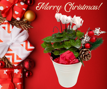 Load image into Gallery viewer, Christmas - Cyclamen (4 Inch Tin) Product vendor