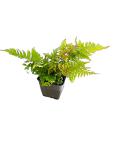 Load image into Gallery viewer, Fern - Dryopteris erythrosora 'Autumn Fern' (4 Inch) Product vendor
