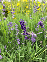 Load image into Gallery viewer, Ornamental Herb - Lavandula intermedia 'Grosso Lavender' (4 Inch) Product vendor