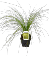 Load image into Gallery viewer, Grass - Stipa tenuissima 'Mexican Feather Grass' (4 Inch) Product vendor