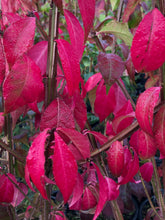 Load image into Gallery viewer, Shrub - Euonymus alatus 'Chicago Fire Burning Bush' (2 Gallon) Product vendor