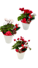 Load image into Gallery viewer, Christmas - Cyclamen (4 Inch Tin) Product vendor