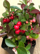 Load image into Gallery viewer, Ground Cover - Gaultheria procumbens 'Wintergreen' (4 Inch) Product vendor