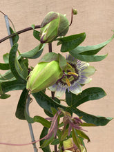 Load image into Gallery viewer, Staked/Vines - Passiflora caerulea 'Blue Passionflower’ (1 Gallon) Product vendor