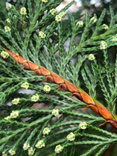 Load image into Gallery viewer, Shrub - Cupressocyparis leylandii 'Leyland Cypress' (1 Gallon) Product vendor