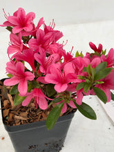 Load image into Gallery viewer, Shrub - Rhododendron obtusum 'Silvester Azalea' (4 Inch) Product vendor