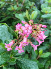Load image into Gallery viewer, Shrub - Escallonia exonienses 'Frades Pink Princess' (1 Gallon) Product vendor