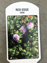 Load image into Gallery viewer, Shrub - Hebe albicans 'Red Edge' (4 Inch) Product vendor