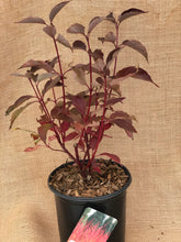 Load image into Gallery viewer, Shrub - Cornus stolonifera 'Red Twig Dogwood' (1 Gallon) Product vendor