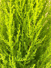 Load image into Gallery viewer, Shrub - Cupressus macrocarpa 'Wilma Goldcrest' (1 Gallon) Product vendor