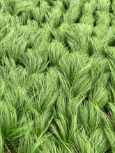 Load image into Gallery viewer, Grass - Stipa tenuissima 'Mexican Feather Grass' (1 Gallon) Product vendor