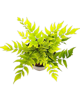 Load image into Gallery viewer, Fern - Cyrtomium fortunei 'Hardy Holly Fern' (1 Gallon) Product vendor