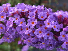 Load image into Gallery viewer, Shrub - Buddleja davidii 'Nanho Blue Butterfly Bush' (1 Gallon) Product vendor