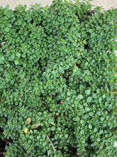Load image into Gallery viewer, Ground Cover - Thymus praecox 'Elfin Creeping Thyme' (4 Inch) Product vendor