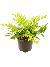 Load image into Gallery viewer, Fern - Cyrtomium fortunei 'Hardy Holly Fern' (1 Gallon) Product vendor