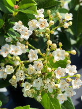 Load image into Gallery viewer, Shrub - Viburnum tinus 'Spring Bouquet' (1 Gallon) Product vendor