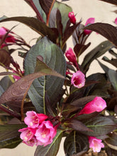 Load image into Gallery viewer, Shrub - Weigela coraeensis 'Burgundy Baby' (2 Gallon) Product vendor
