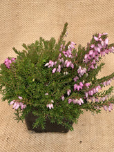 Load image into Gallery viewer, Shrub - Erica x darleyensis 'Darley Dale Heather' (4 Inch) Product vendor