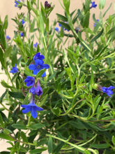 Load image into Gallery viewer, Ground Cover - Lithodora diffusa 'Grace Ward' (1 Gallon) Product vendor
