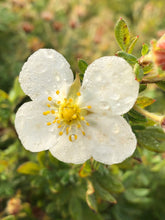 Load image into Gallery viewer, Shrub - Potentilla fruticosa 'Everest' (1 Gallon) Product vendor