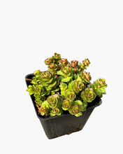 Load image into Gallery viewer, Ground Cover - Sedum kamtschaticum 'Russian Stonecrop' (4 Inch) Product vendor