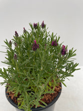 Load image into Gallery viewer, Ornamental Herb - Lavandula Stoechas &#39;Bandera Deep Rose&#39; (1 Gallon)
