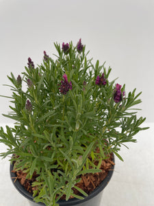 Ornamental Herb - Lavandula Stoechas 'Bandera Deep Rose' (1 Gallon)