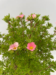 Shrub - Potentilla fruticosa 'Pink' (2 Gallon) Product vendor
