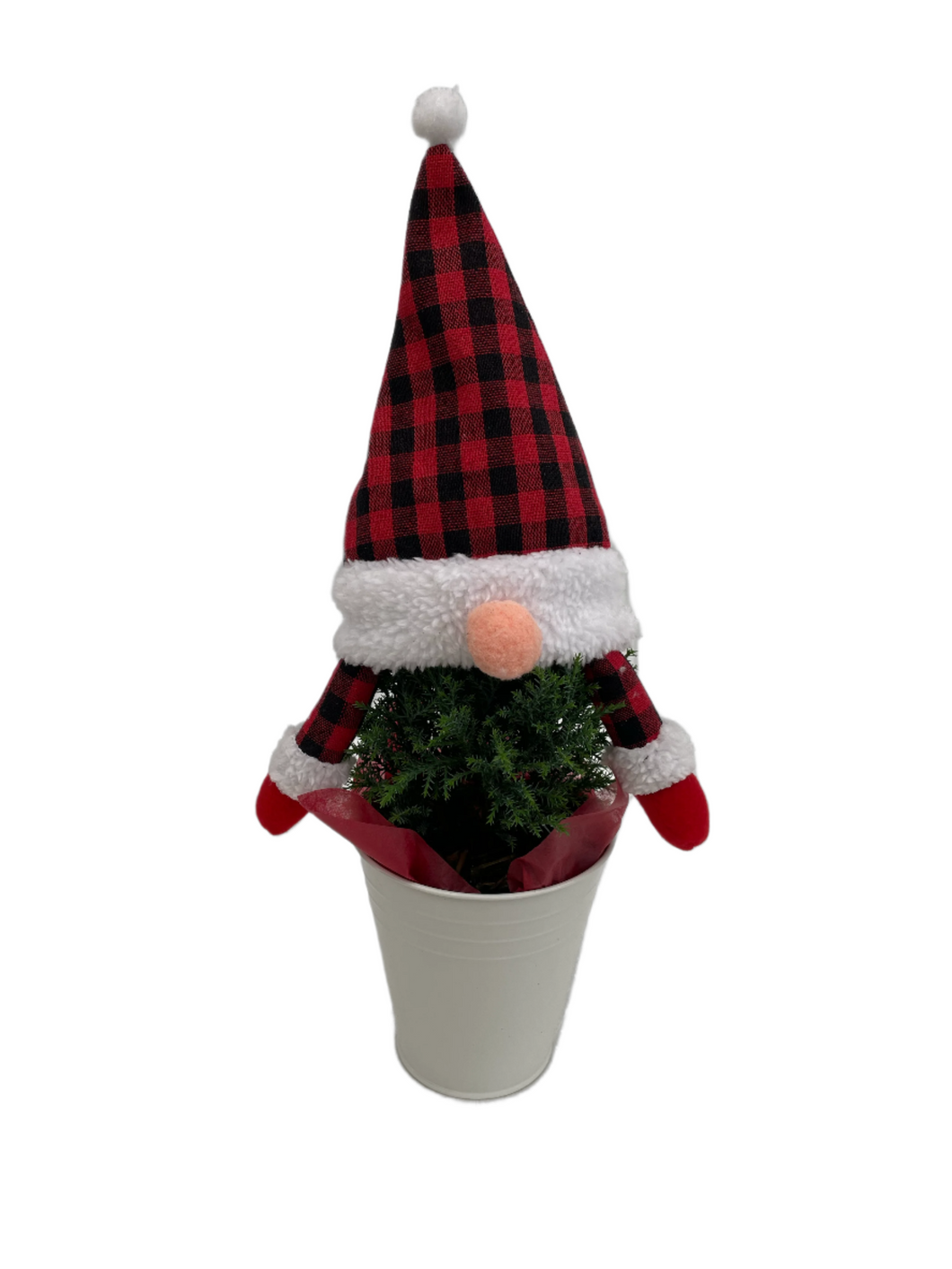 Christmas - Ellwoodii Gnome Christmas Plant (5 Inch Tin)