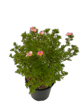 Load image into Gallery viewer, Shrub - Potentilla fruticosa &#39;Pink&#39; (2 Gallon) Product vendor
