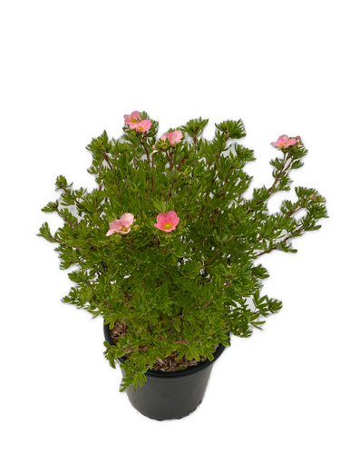 Shrub - Potentilla fruticosa 'Pink' (2 Gallon) Product vendor