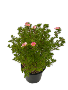 Shrub - Potentilla fruticosa 'Pink' (2 Gallon) Product vendor