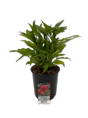 Perennial - Echinacea hybrida 'Double Scoop Orangeberry' (1 Gallon) Product vendor