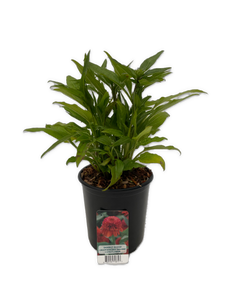 Perennial - Echinacea hybrida 'Double Scoop Orangeberry' (1 Gallon) Product vendor
